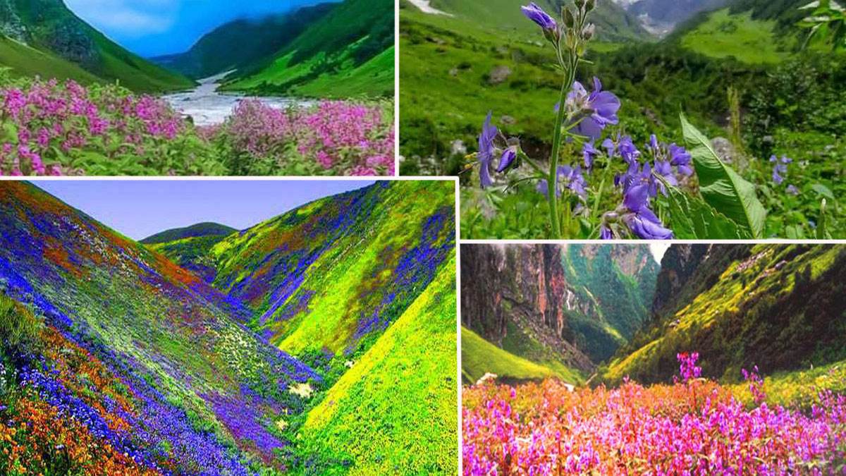 उत्तराखंड- विश्व प्रसिद्ध फूलों की घाटी शीतकाल के लिए पर्यटकों के लिए हुई बंद