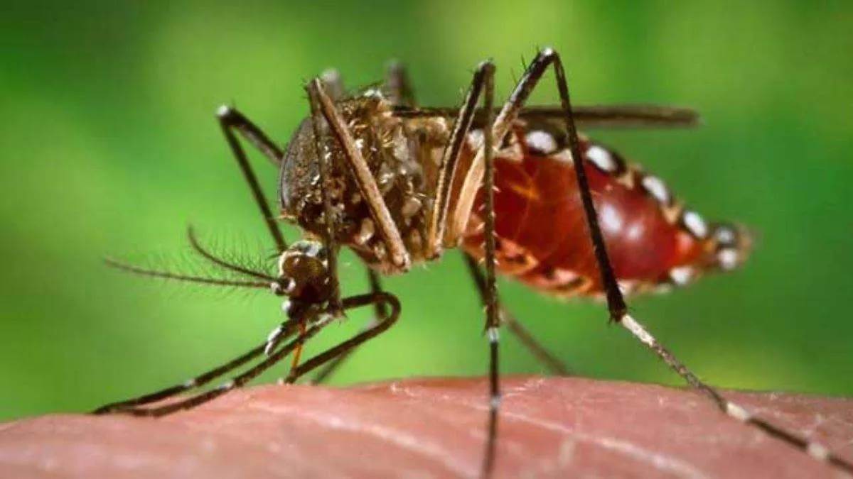 प्रदेश में इस साल डेंगू के 2138 मामले मिले, सबसे अधिक देहरादून में हुई पुष्टि