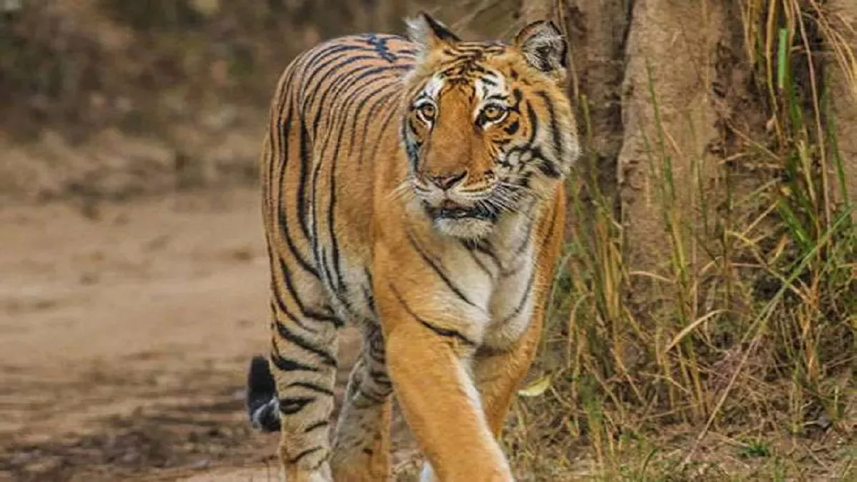 पौड़ी जिले के कोटद्वार में रिखणीखाल प्रखंड के अंतर्गत बाघ प्रभावित ग्रामीण क्षेत्रों में रात्रि कर्फ्यू लगा