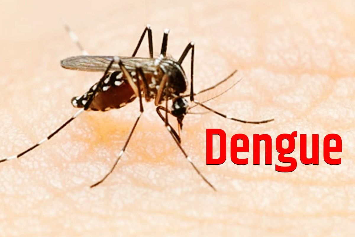 डेंगू से बचाव के लिए न तो कोई वैक्सीन है और न ही इलाज, इसलिए बचाव के लिए अपनाएं ये उपाय ..
