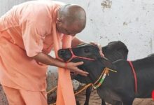 Photo of गोरखनाथ मंदिर में आईं छोटी-छोटी गैया, सीएम योगी ने पुंगनूर गाय को खूब दुलारा और गुड़ खिलाया