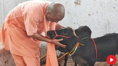 Photo of गोरखनाथ मंदिर में आईं छोटी-छोटी गैया, सीएम योगी ने पुंगनूर गाय को खूब दुलारा और गुड़ खिलाया