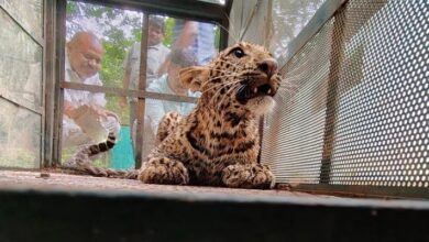 Photo of इंदौर के दतोदा गांव में कुएं में गिरा तेंदुआ,रालामंडल वन विभाग की टीम ने बचाया