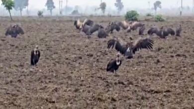 Photo of विलुप्ति की कगार से लौटे पर्यावरण प्रहरी, एक दशक के बाद पहली बार बड़ी संख्या में दिखाई दिए गिद्ध