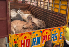 Photo of राजस्थान: कोटपूतली में गौरक्षकों की सतर्कता और पुलिस कार्रवाई से सात गौवंश मुक्त, आरोपी फरार