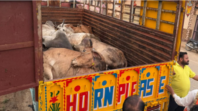 Photo of राजस्थान: कोटपूतली में गौरक्षकों की सतर्कता और पुलिस कार्रवाई से सात गौवंश मुक्त, आरोपी फरार