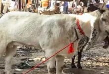 Photo of बकरीद से पहले दिल्ली सरकार का बड़ा फैसला