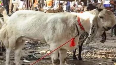 Photo of बकरीद से पहले दिल्ली सरकार का बड़ा फैसला