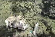 Photo of पंजाब से श्रद्धालुओं को लेकर जा रही बस खाई में गिरी