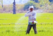 Photo of हरियाणा में ये किसान रडार पर, सरकार ने पकड़ा तो मिलेगी बड़ी सजा…