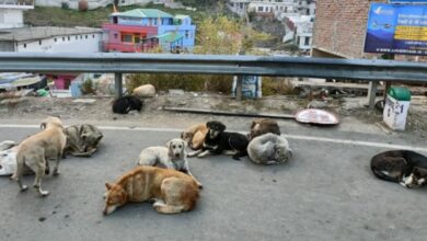 Photo of दिल्ली में करीब 10 लाख लावारिस कुत्ते, रोज दो हजार से अधिक लोगों को बना रहे शिकार