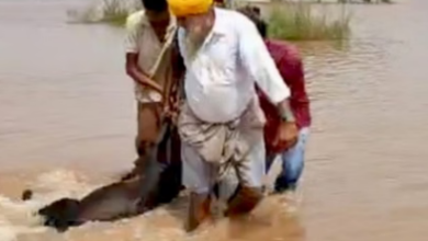 Photo of पंजाब में राहत नहीं: जम्मू में बादल फटने से पठानकोट में फिर खतरा बढ़ा