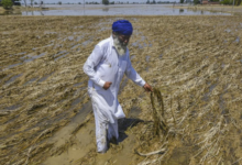 Photo of पंजाब: बाढ़ पीड़ित किसानों की मदद के लिए पीलीभीत के कई गांवों आगे आए