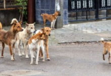 Photo of महाराष्ट्र: कल्याण और डोंबिवली में आवारा कुत्तों का कहर