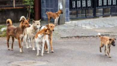 Photo of महाराष्ट्र: कल्याण और डोंबिवली में आवारा कुत्तों का कहर
