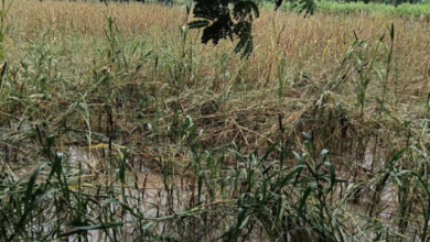Photo of राजस्थान: बाढ़ बहा ले गई फसलें, राहत डूब गई सिस्टम, 2022 के क्लेम अब तक अधूरे