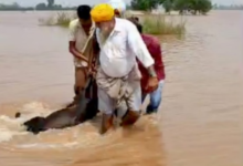 Photo of पंजाब में अफ़्रीकी स्वाइन फीवर का खतरा, 210 जानवर मरे