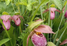 Photo of चमोली: विश्व धरोहर फूलों की घाटी आज से हुई बंद