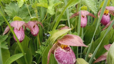 Photo of चमोली: विश्व धरोहर फूलों की घाटी आज से हुई बंद