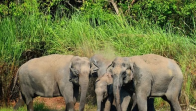 Photo of उत्तराखंड: कॉर्बेट के जंगलों में अब तक 40 हाथियों की खत्म हो चुकी जिंदगी