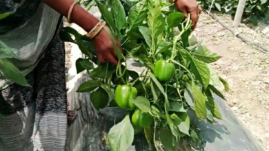 Photo of पंजाब में 1200 से अधिक युवा बने कृषि- बिजनेसमैन