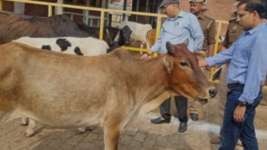 Photo of आज से शुरू होगा गौ संवर्धन अभियान, डेढ़ साल चलेगा अभियान