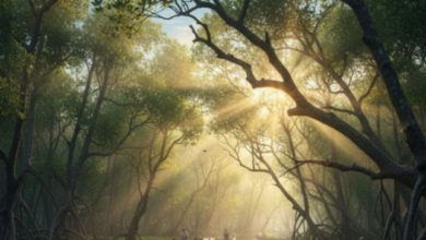 Photo of भारत दुनिया का नौवां सबसे बड़ा वन क्षेत्र वाला देश बना