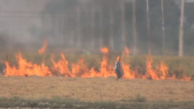 Photo of पंजाब में पराली जलाने का रिकॉर्ड टूटा, एक दिन में 283 मामले