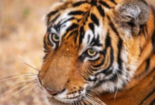 Photo of राजाजी टाइगर रिजर्व में बाघों के आकलन को लेकर तैयारी शुरू