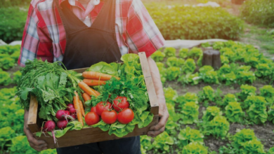 Photo of हरियाणा: मुख्यमंत्री बागवानी बीमा योजना का उठाए लाभ