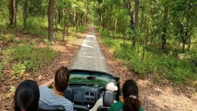 Photo of  कार्बेट टाइगर रिजर्व में जंगल सफारी की तैयारी हुई शुरू