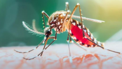 Photo of दिल्ली: निगमकर्मियों की हड़ताल से मच्छरजनित बीमारियों का खतरा बढ़ा