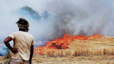 Photo of हरियाणा में एक ही दिन में सात जगह धान के अवशेष जलाने के मामले