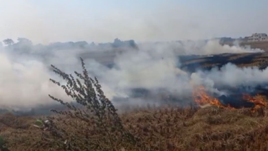 Photo of पंजाब में बढ़ा प्रदूषण: पराली जलाने के 100 नए मामले