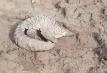 Photo of इंदौर: रतलाम से रेस्क्यू हुआ दुर्लभ पैंगोलिन अब रालामंडल में सुरक्षित