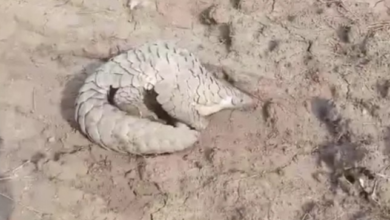 Photo of इंदौर: रतलाम से रेस्क्यू हुआ दुर्लभ पैंगोलिन अब रालामंडल में सुरक्षित