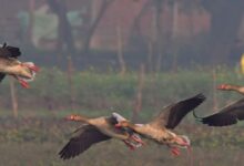 Photo of उत्तराखंड: 144 बर्ड वॉचर ने विभिन्न स्थानों पर देखे 344 पक्षी