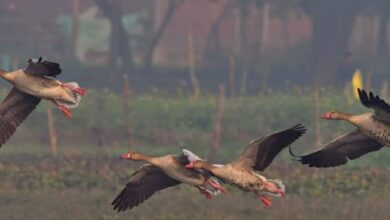 Photo of उत्तराखंड: 144 बर्ड वॉचर ने विभिन्न स्थानों पर देखे 344 पक्षी