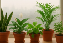 Photo of दिल्ली में बढ़ते प्रदूषण के बीच घरों के पौधे बने ‘प्राकृतिक रक्षक