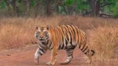 Photo of एमपी: सुप्रीम कोर्ट के आदेश के बाद सभी टाइगर रिजर्व में नाइट सफारी पर रोक