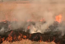 Photo of पंजाब में एक दिन में 442 जगह जली पराली