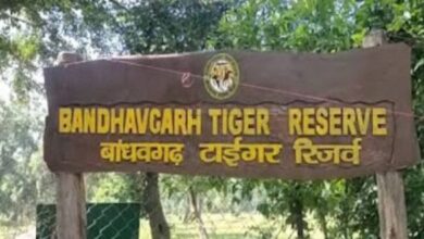 Photo of बांधवगढ़ समेत पूरे मध्यप्रदेश के टाइगर रिजर्व में नाइट सफारी पर रोक