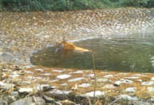 Photo of उत्तराखंड: कार्बेट टाइगर रिजर्व में फुल डे सफारी की योजना शूरु