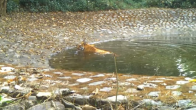 Photo of उत्तराखंड: कार्बेट टाइगर रिजर्व में फुल डे सफारी की योजना शूरु