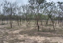 Photo of भीलवाड़ा में बड़ा अवैध वनों की कटाई घोटाला उजागर  ACB की जांच शूरु