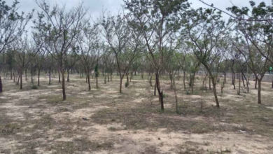 Photo of भीलवाड़ा में बड़ा अवैध वनों की कटाई घोटाला उजागर  ACB की जांच शूरु