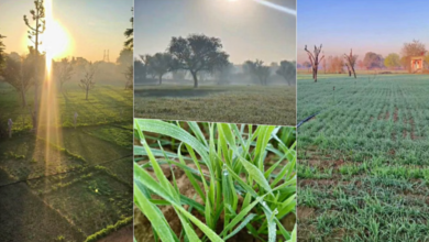 Photo of  राजस्थान में कड़ाके की ठंड, करौली में पारा 3.1 डिग्री तक गिरा, कई जिलों में शीतलहर का अलर्ट