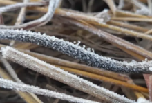 Photo of राजस्थान:  सर्दी के डबल अटैक से खेतों में जमी बर्फ की चादर