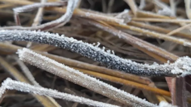 Photo of राजस्थान: सर्दी के डबल अटैक से खेतों में जमी बर्फ की चादर