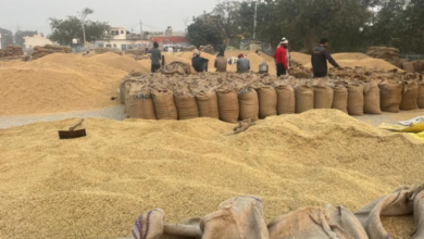 Photo of पंजाब में धान पर बाढ़ की मार: लक्ष्य से कम हुई पैदावार